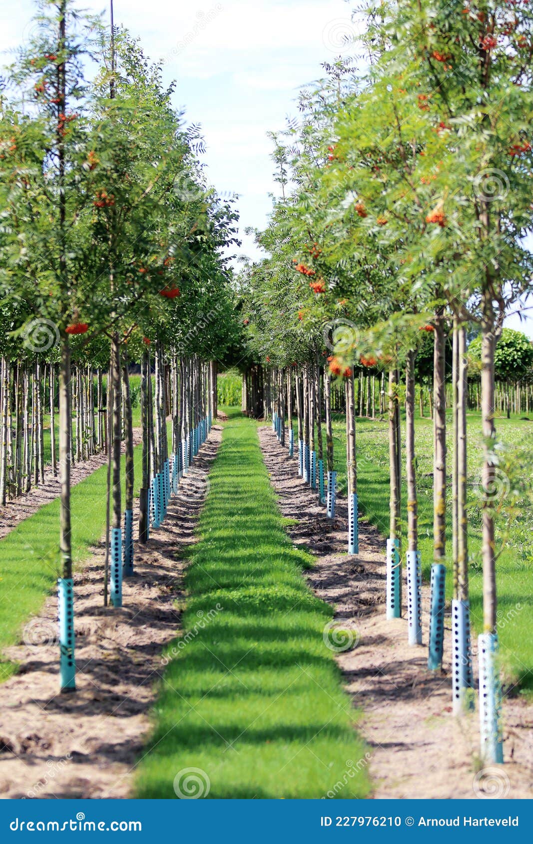 Tree nursery in line tree stock photo. Image of spring 227976210