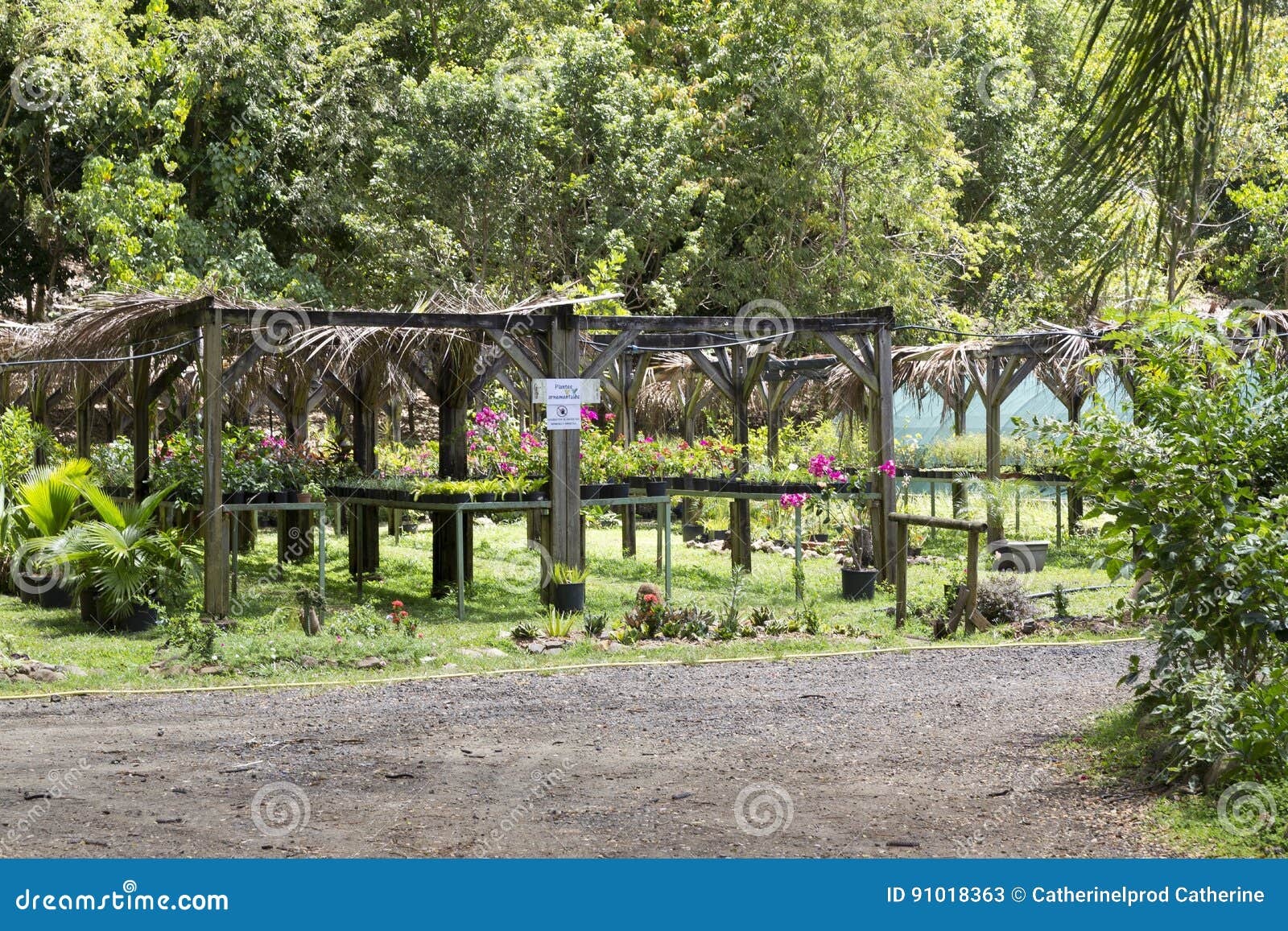 Tree Nursery Tropical Plants Stock Image Image of environmental