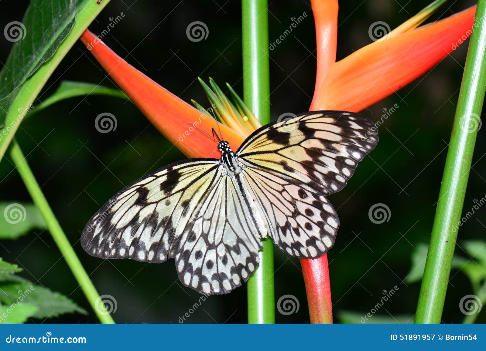 Tree Nymph Butterfly At The Butterfly Buffet Stock Image Image Of Nectar Pollen