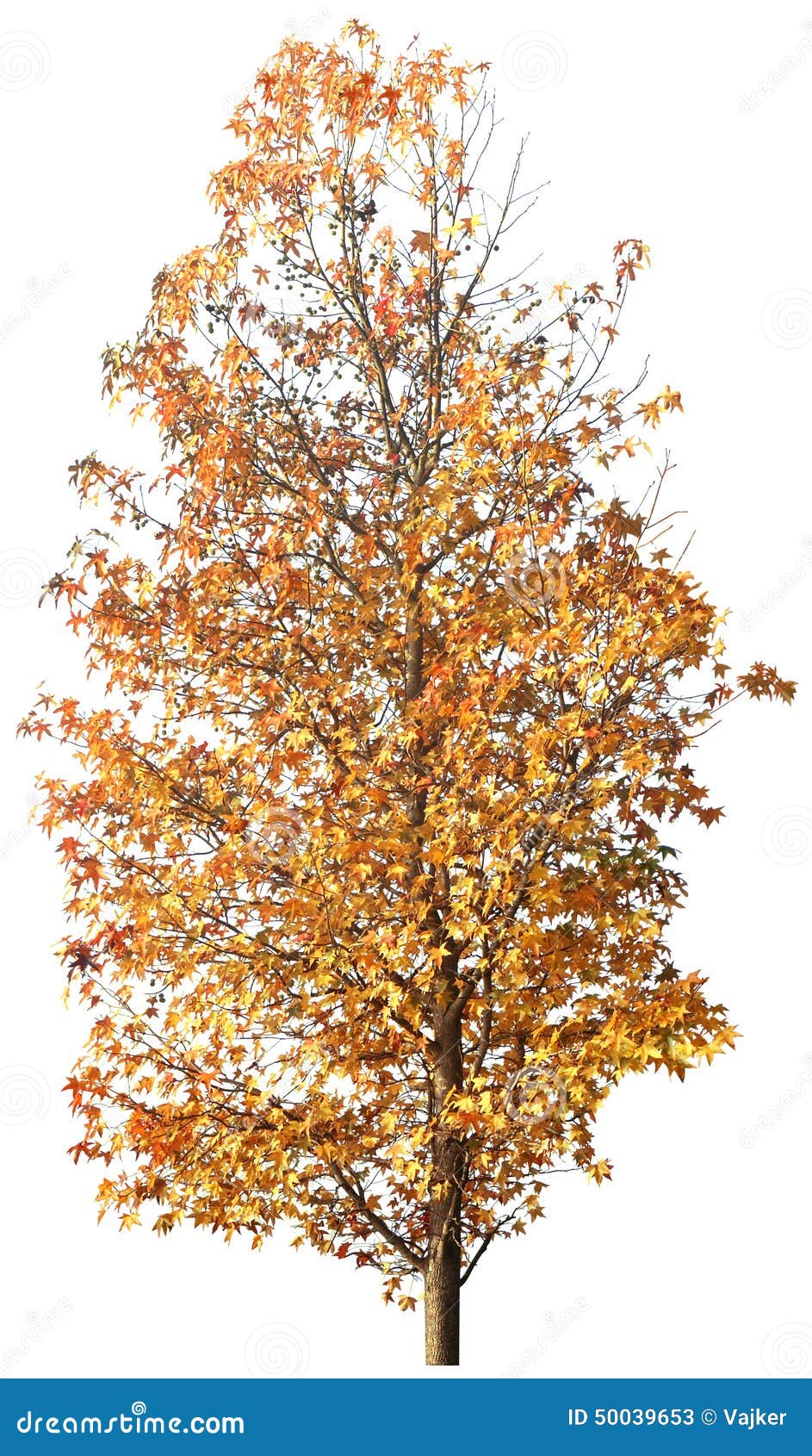 tree,oak, plants, nature, green, summer, leafy, greenery