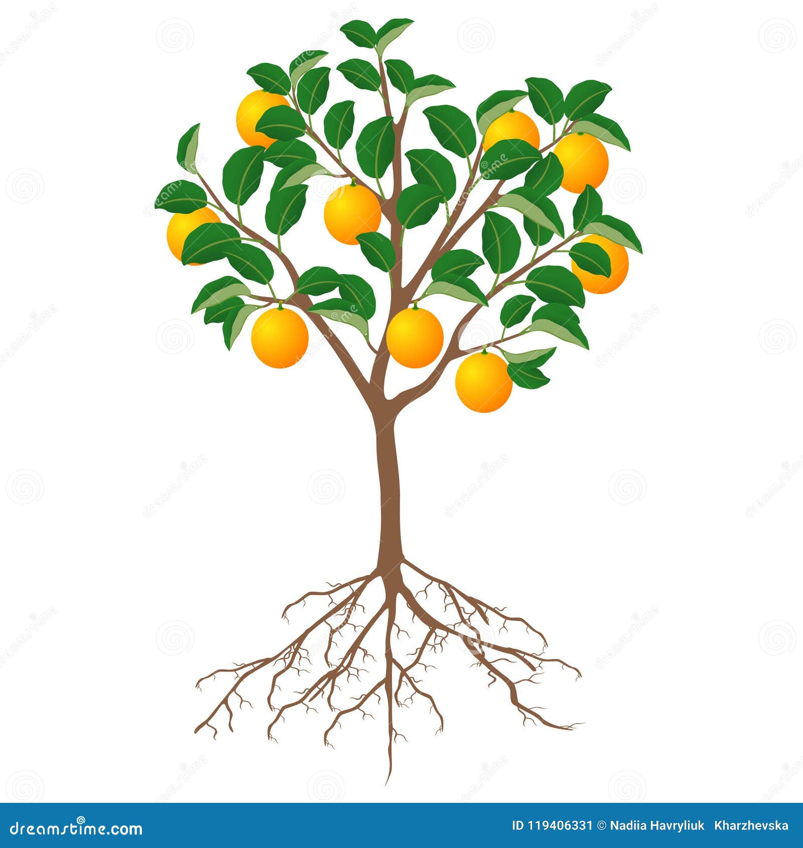 Osage-orange tree drawing