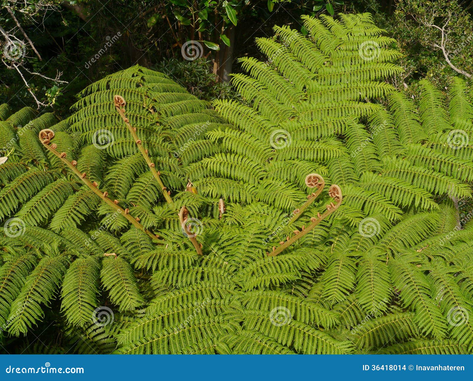 a tree in the order cyatheales