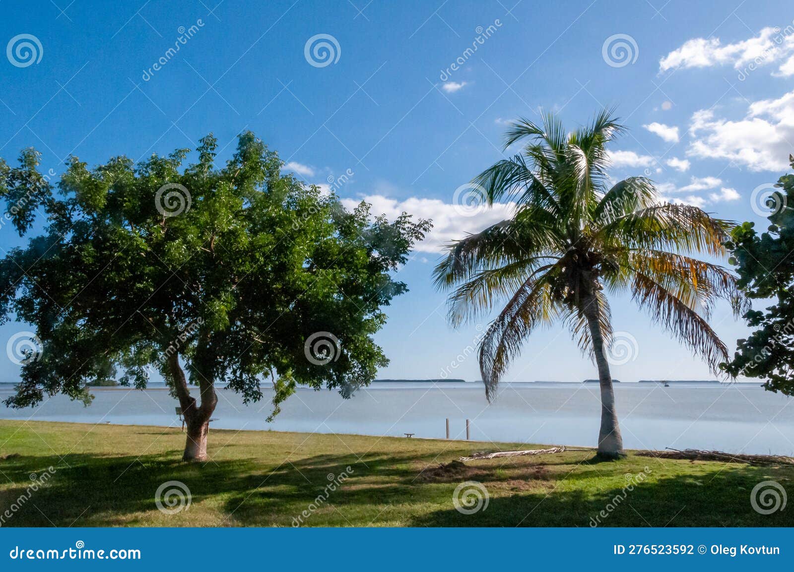 A Tree and Palm Tree on a Gulf Shore in South Florida Stock Photo