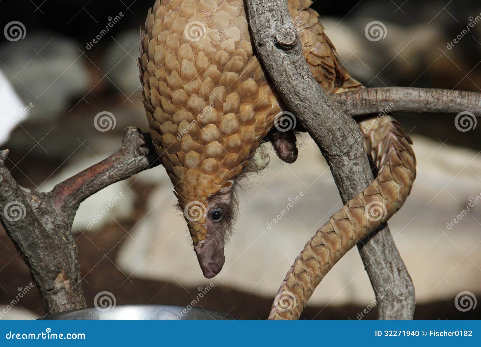 Tree Pangolin (Manis Tricuspis) Stock Photo - Image of wild, savanna: 322719401300 x 957