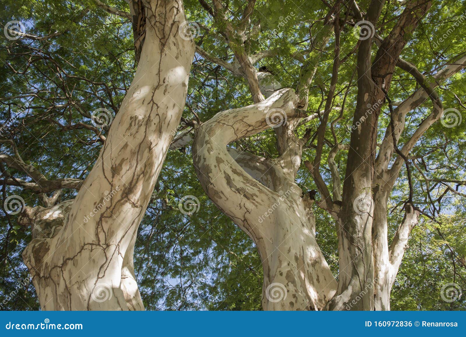 tree in the pantanal brazilian wetlands, in mato grosso do sul, brazil