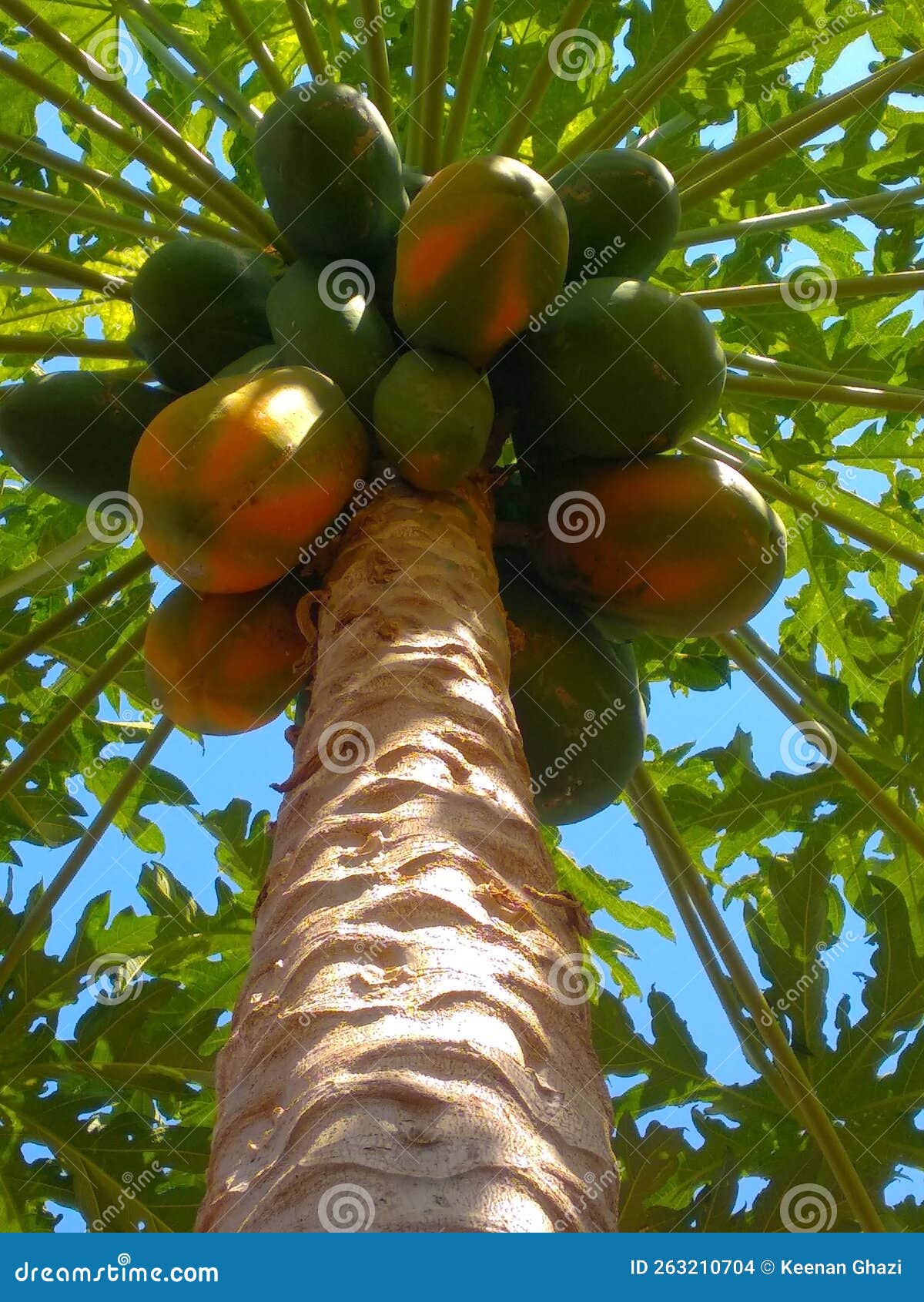 Tree Papaya Fruit California Stock Photo Image of tree, california