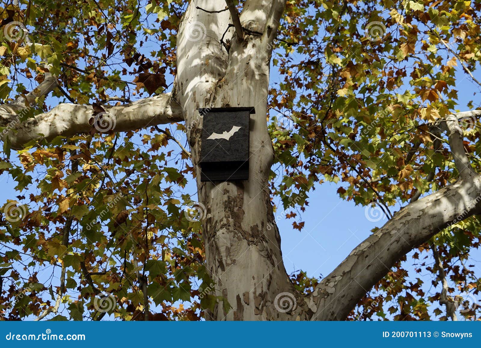 A Tree in the Park with a Bat House Stock Image Image of nature