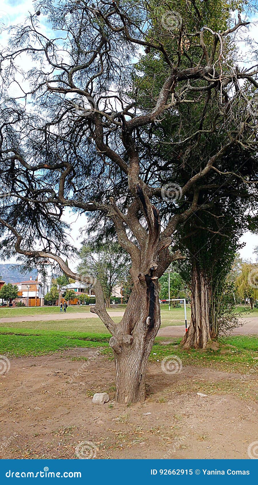 tree in a park