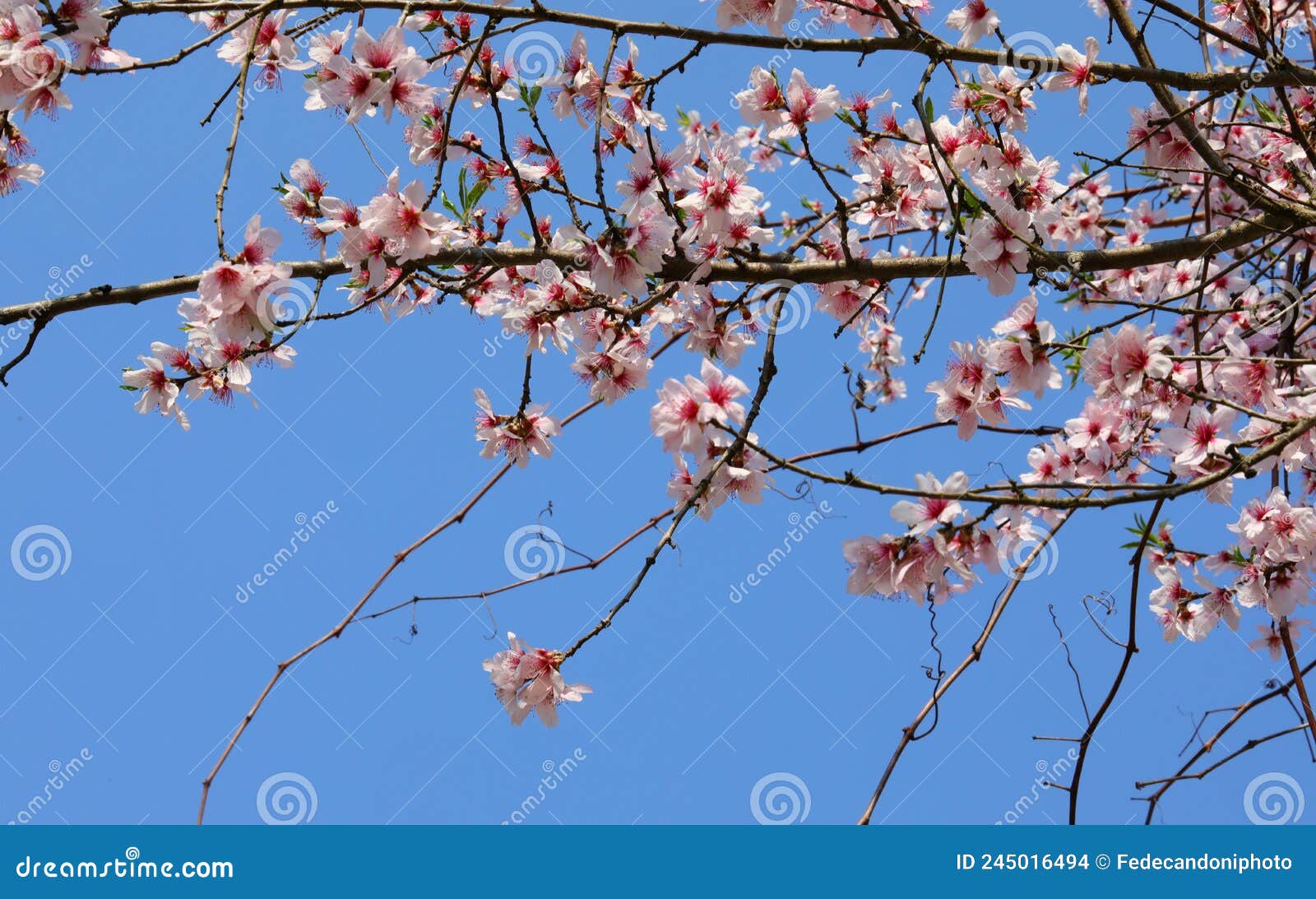 tree of peach called pesco in italian language and small pink fl