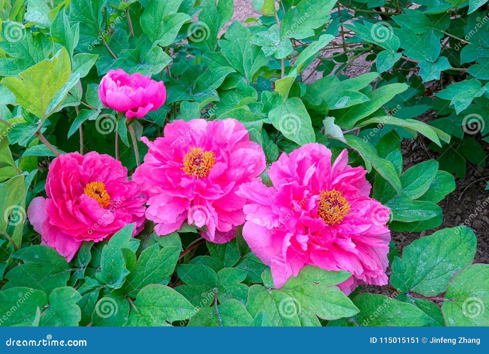 Peony flower stock image. Image of peonies, garden, peony ... Peony flower stock image. Image of peonies, garden, peony ...
