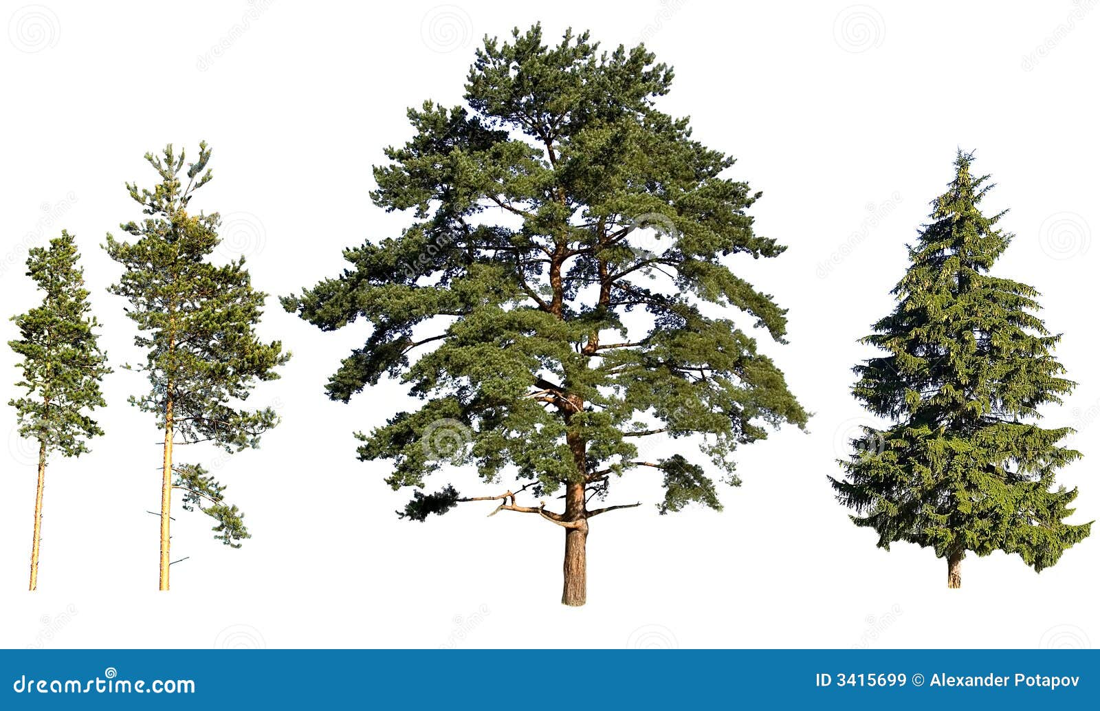 1 105 Pines Isolated Photos Free Royalty Free Stock Photos From Dreamstime