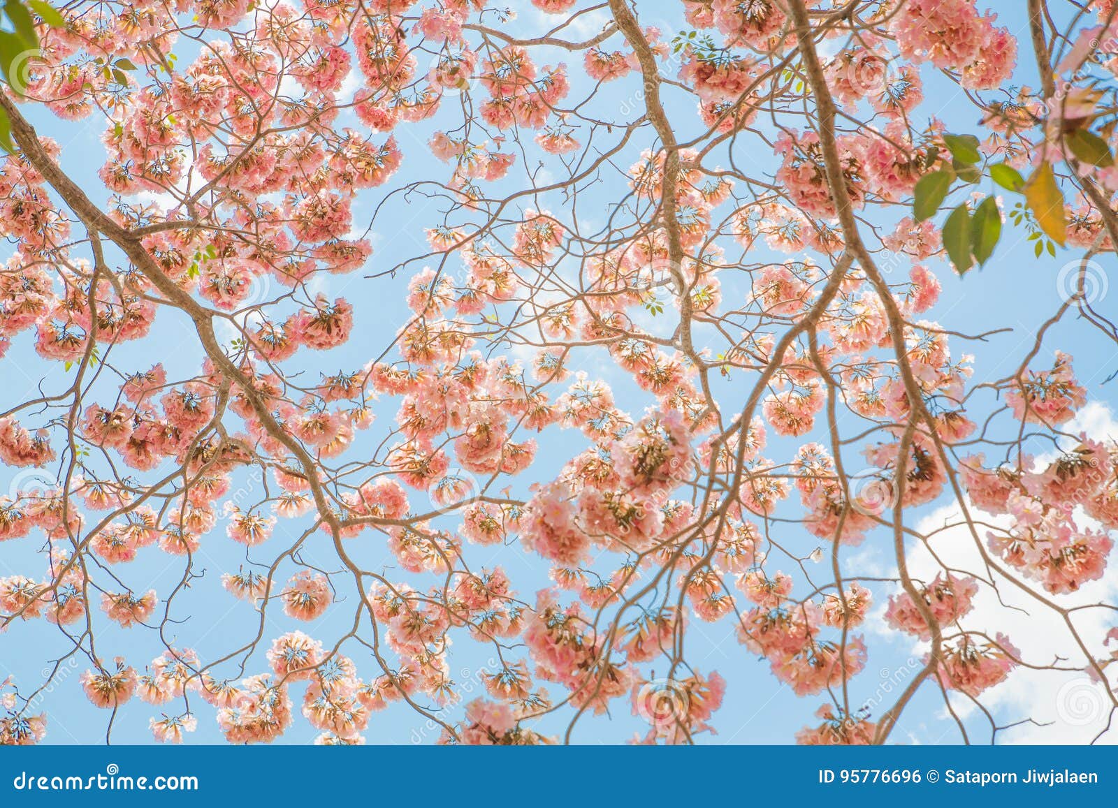 tree pink flower in spring serenity and rose quartz