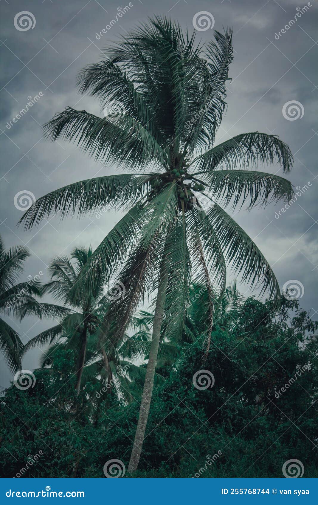 Tree plant grass stock photo. Image of vegetation, forest 255768744