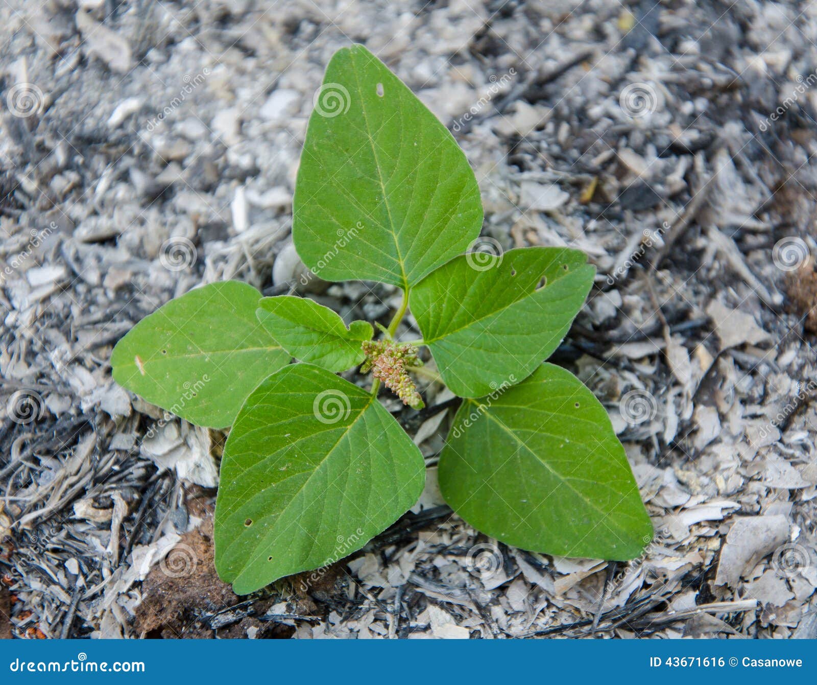 Tree Plant Grows Up from the Ashes Stock Photo Image of dirty, burned