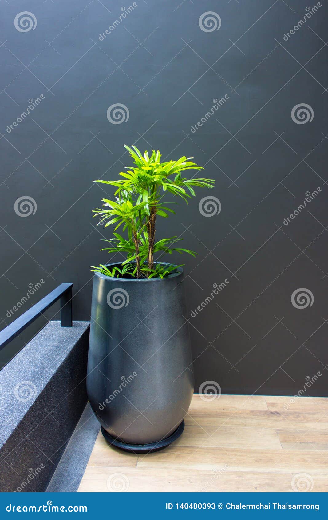 a tree in a pot on a gray concrete wall