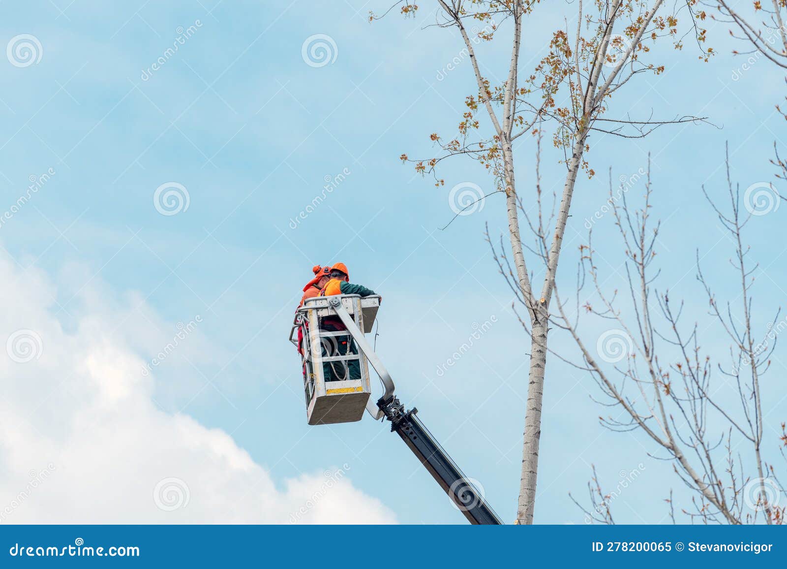 tree pruners use a lift basket to carefully tend to branches, ensuring the tree's health and safety
