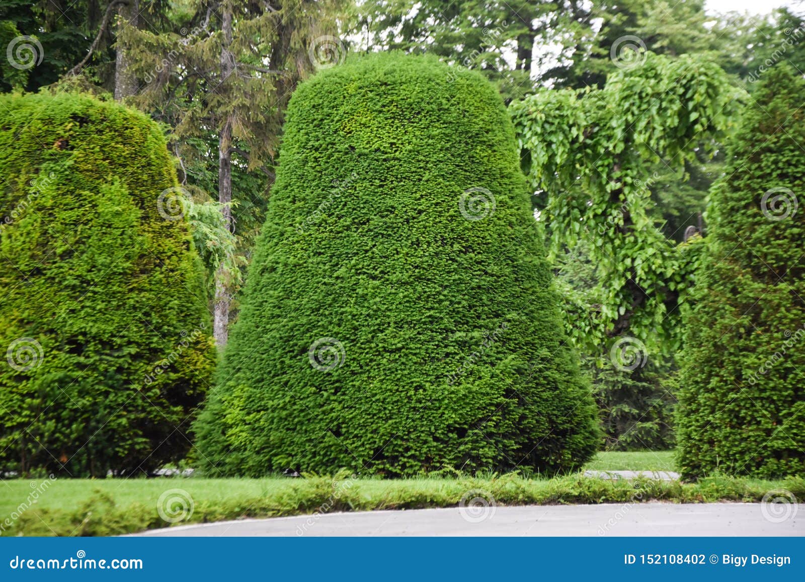 Correcting a leaning tree by bending it