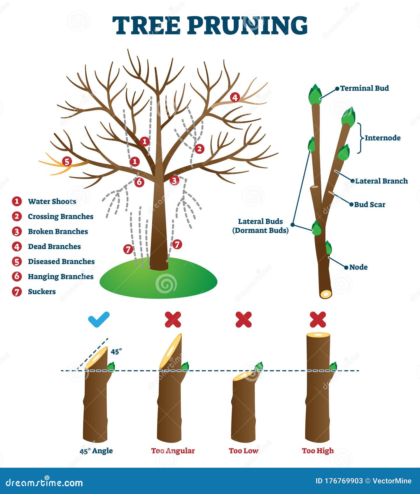 tree pruning  . labeled educational plant shaping scheme