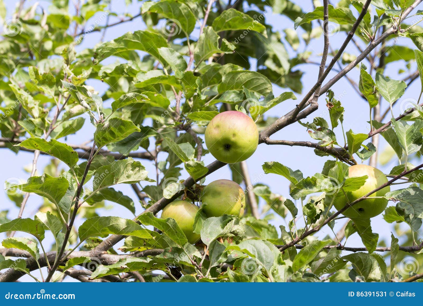 Tree with Quality Braeburn Apples Stock Image Image of delicious