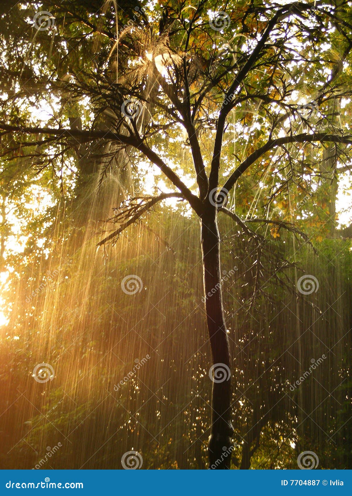 Tree in Rain stock image. Image of rain, raindrops, sunset 7704887