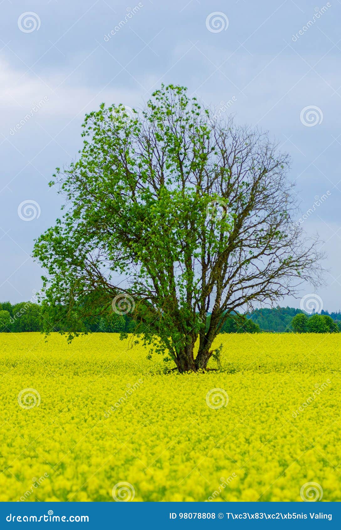 Tree and raps field stock photo. Image of empty, beautiful - 98078808