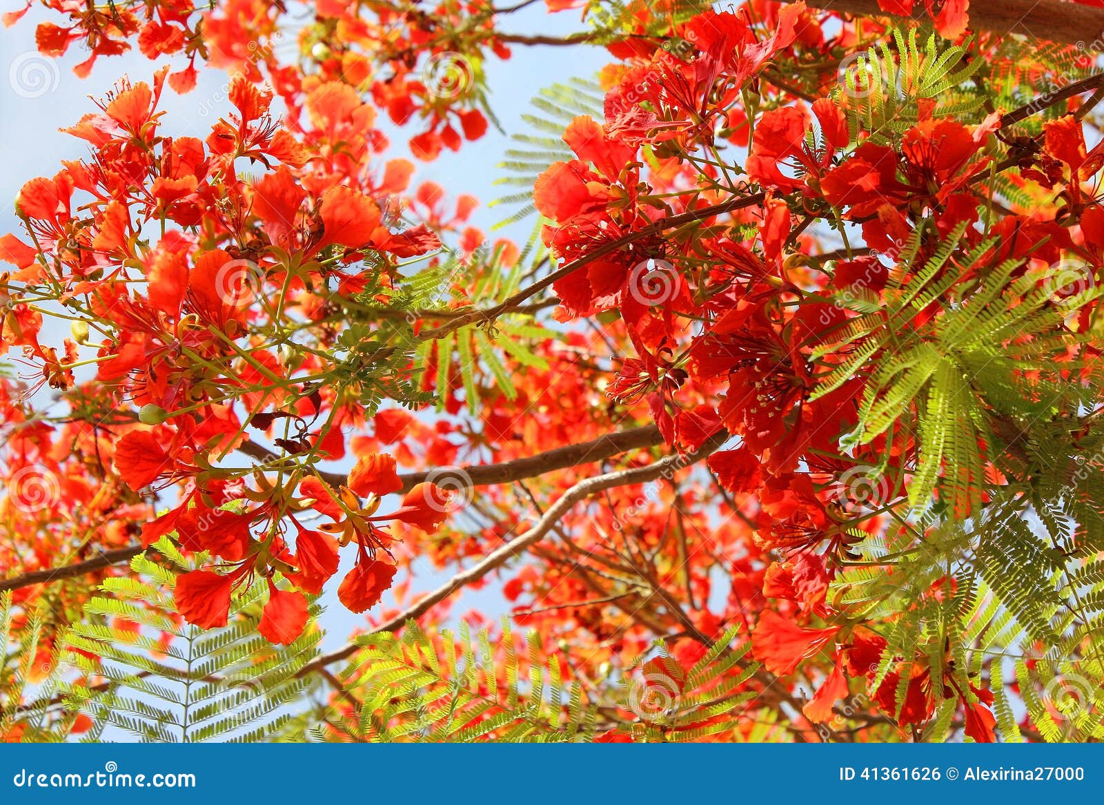 Tree red acacia stock photo. Image of acacia, beautiful - 41361626