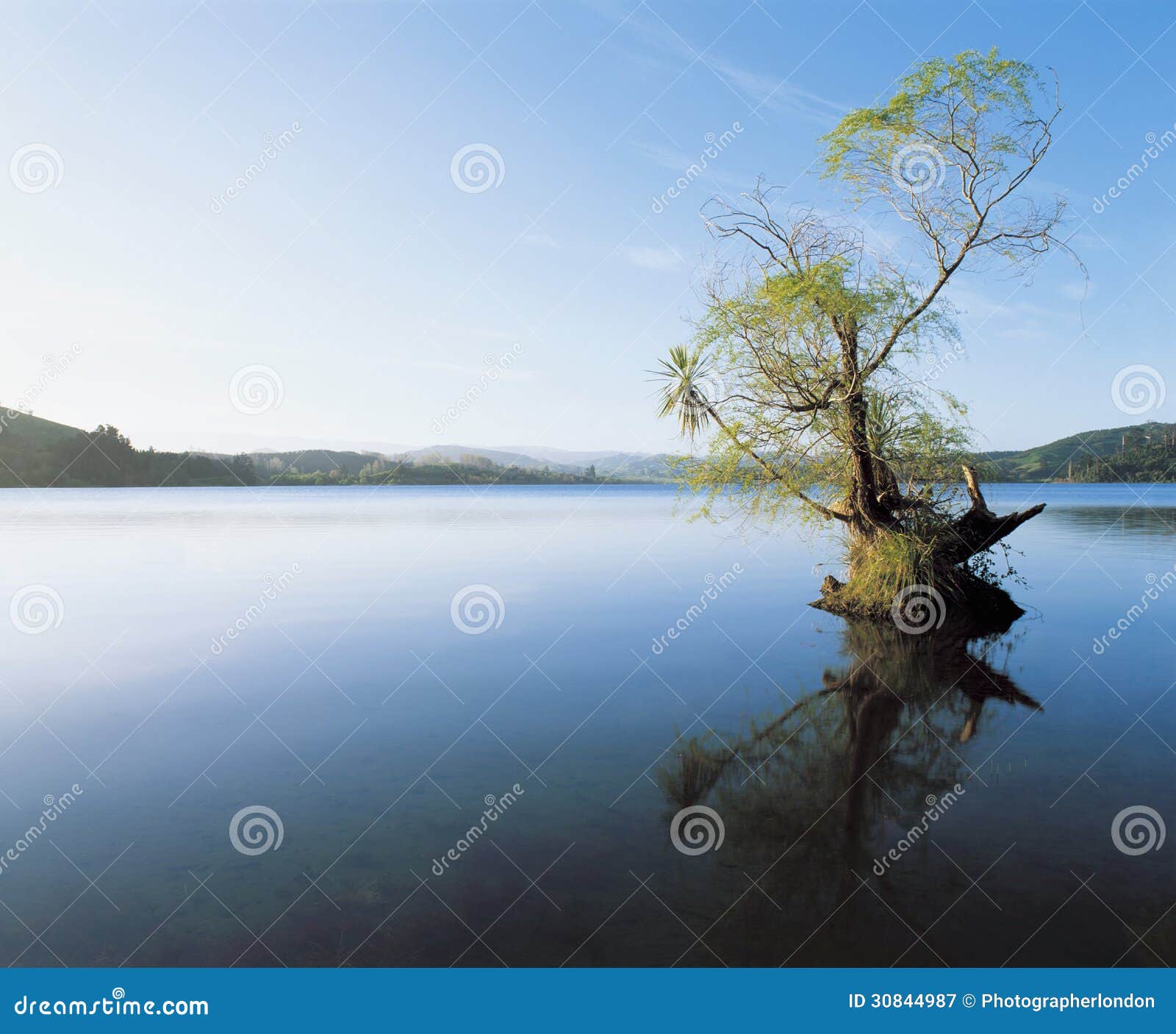 tree reflecting on still water of lake