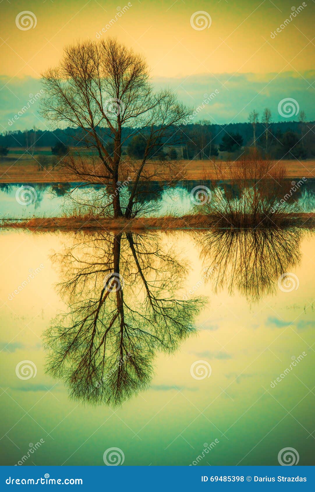 Tree Reflection In Water Stock Photo Image Of Lone Scenery 69485398