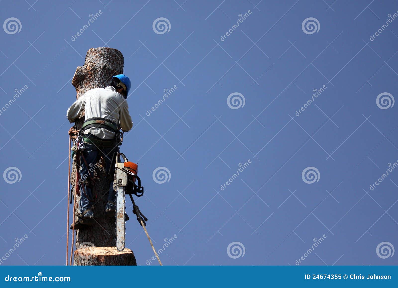 tree removal occupations