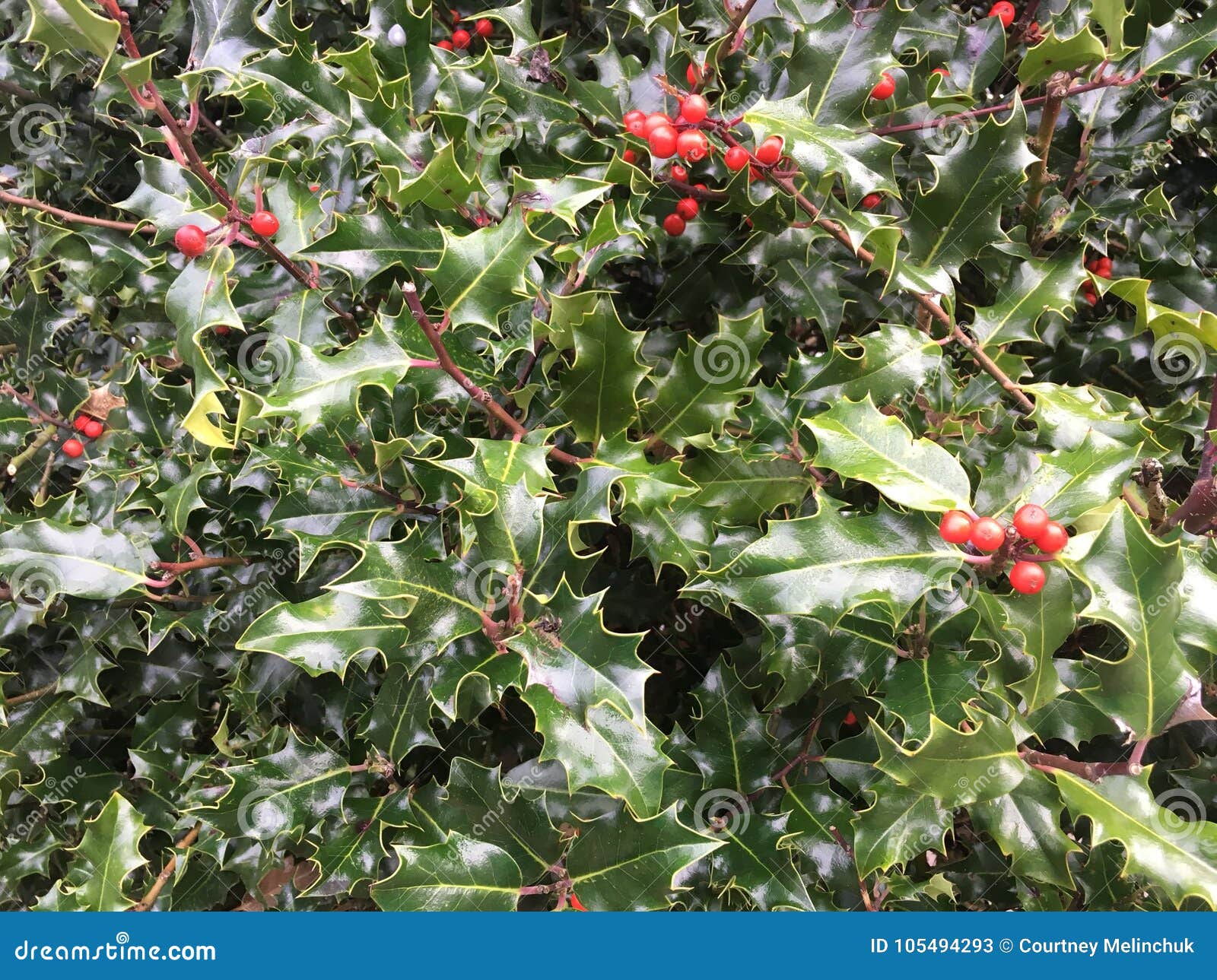 Christmas holly stock image. Image of right, holly, tree 105494293