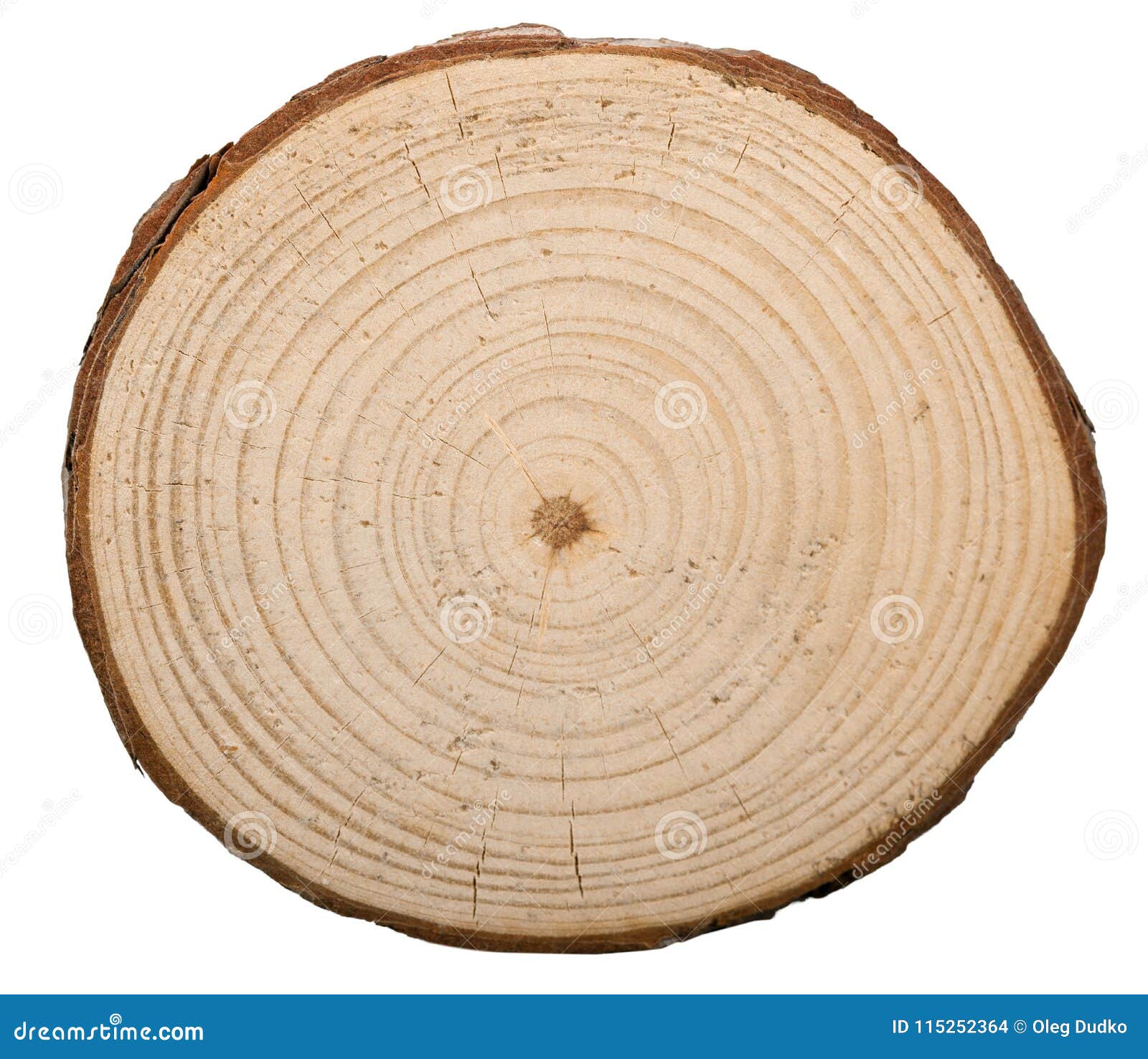 Tree Rings Dendrochronology Way Measuring Scientific Stock Photo 648679210  | Shutterstock