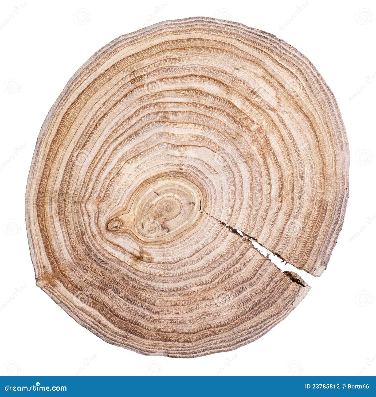 Tree rings stock photo. Image of brown, material, trunk - 23785812