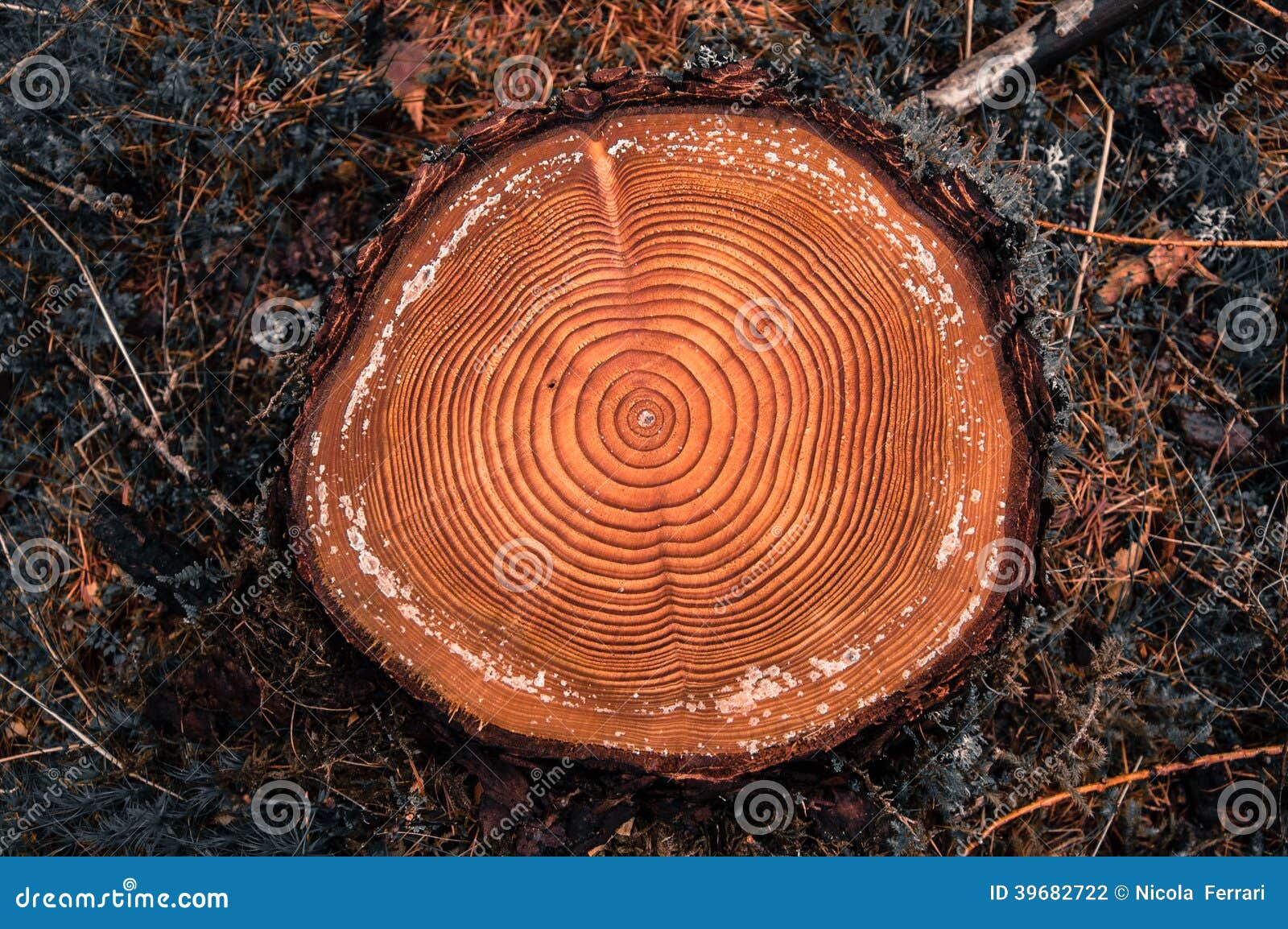 tree rings on a cut log in a conifer forest