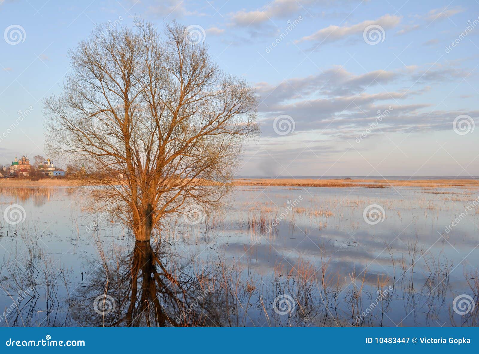 tree in the river near rostov