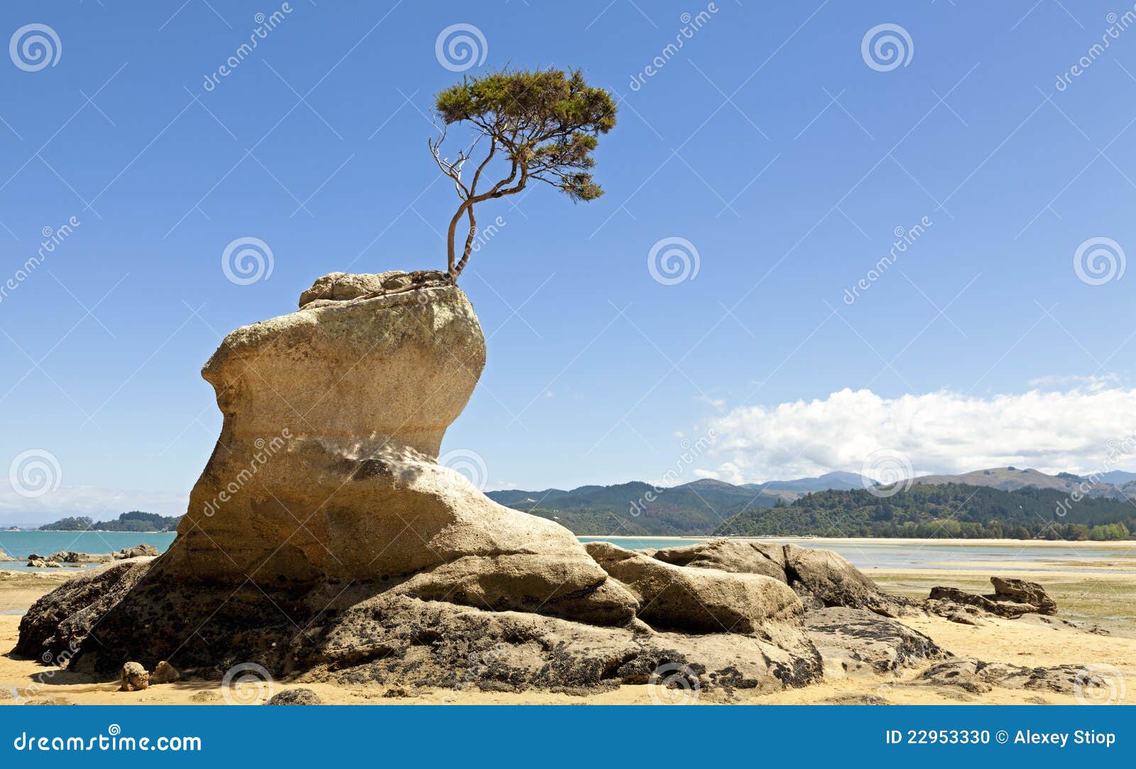 Tree on the rock stock photo. Image of beach, blue, struggle - 22953330