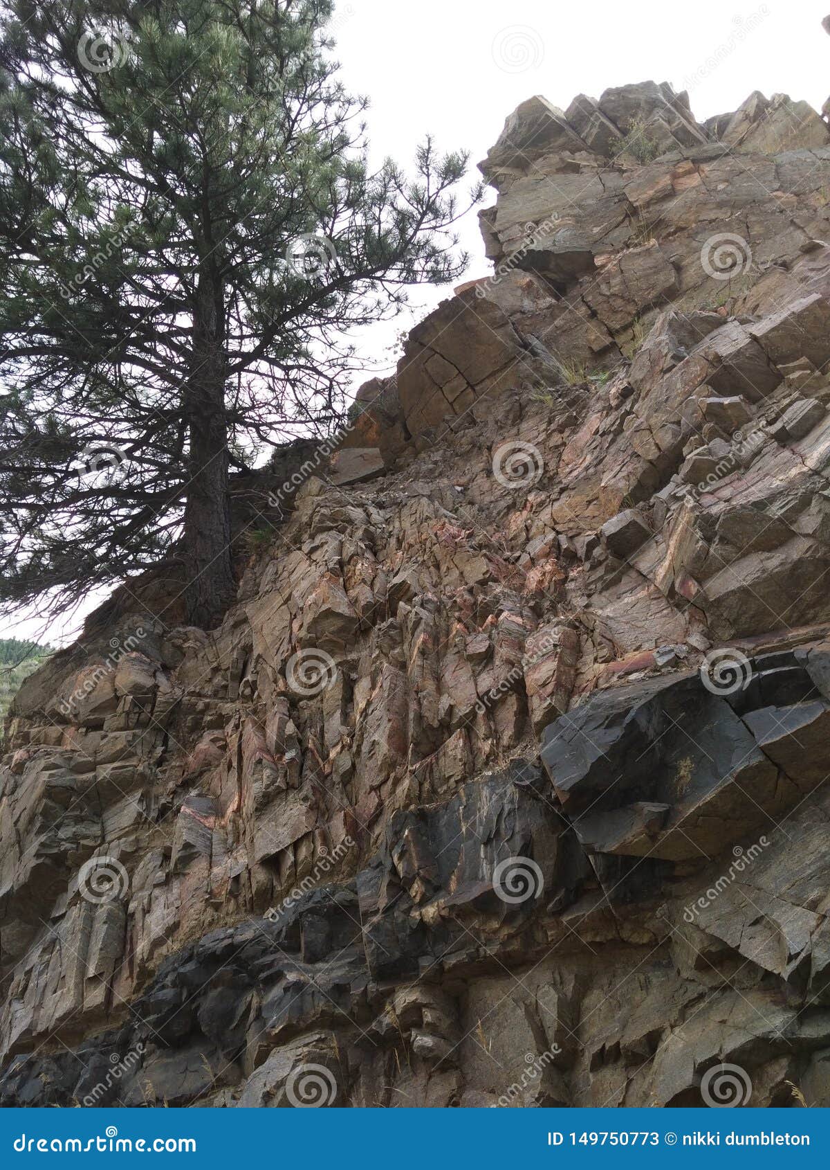 Tree on the rock wall stock image. Image of tree, rock 149750773