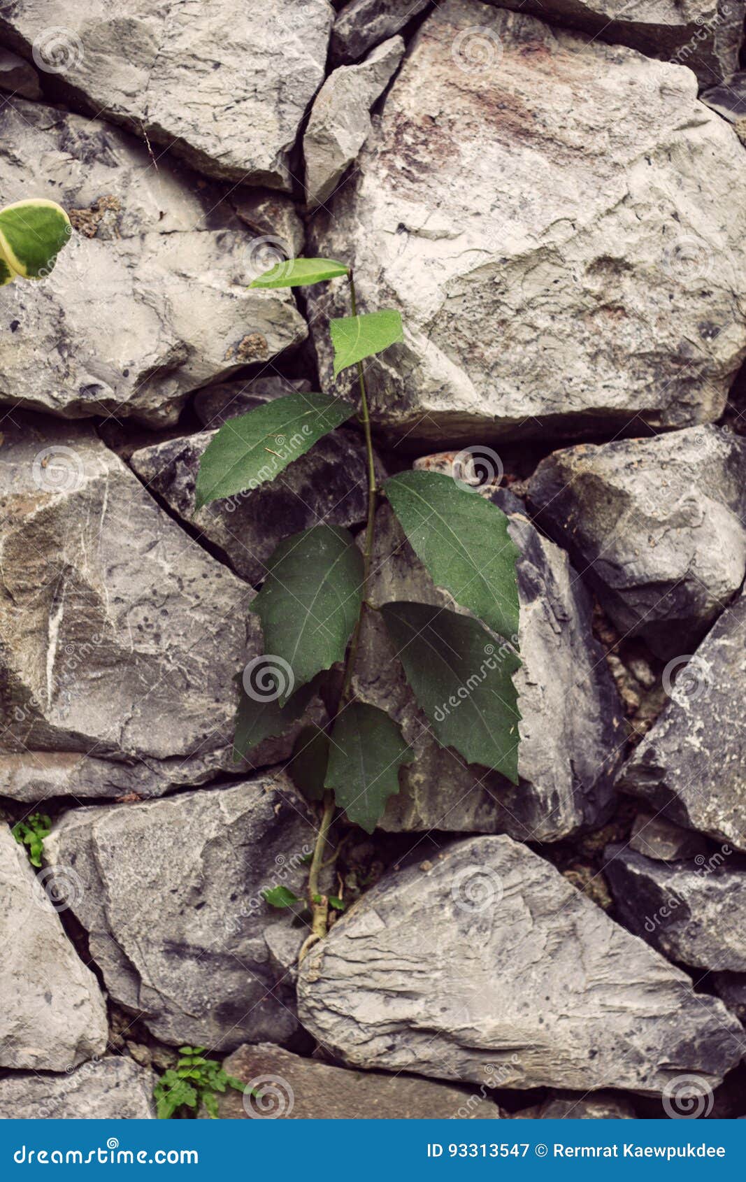 Tree on a rock wall. stock image. Image of rock, park 93313547