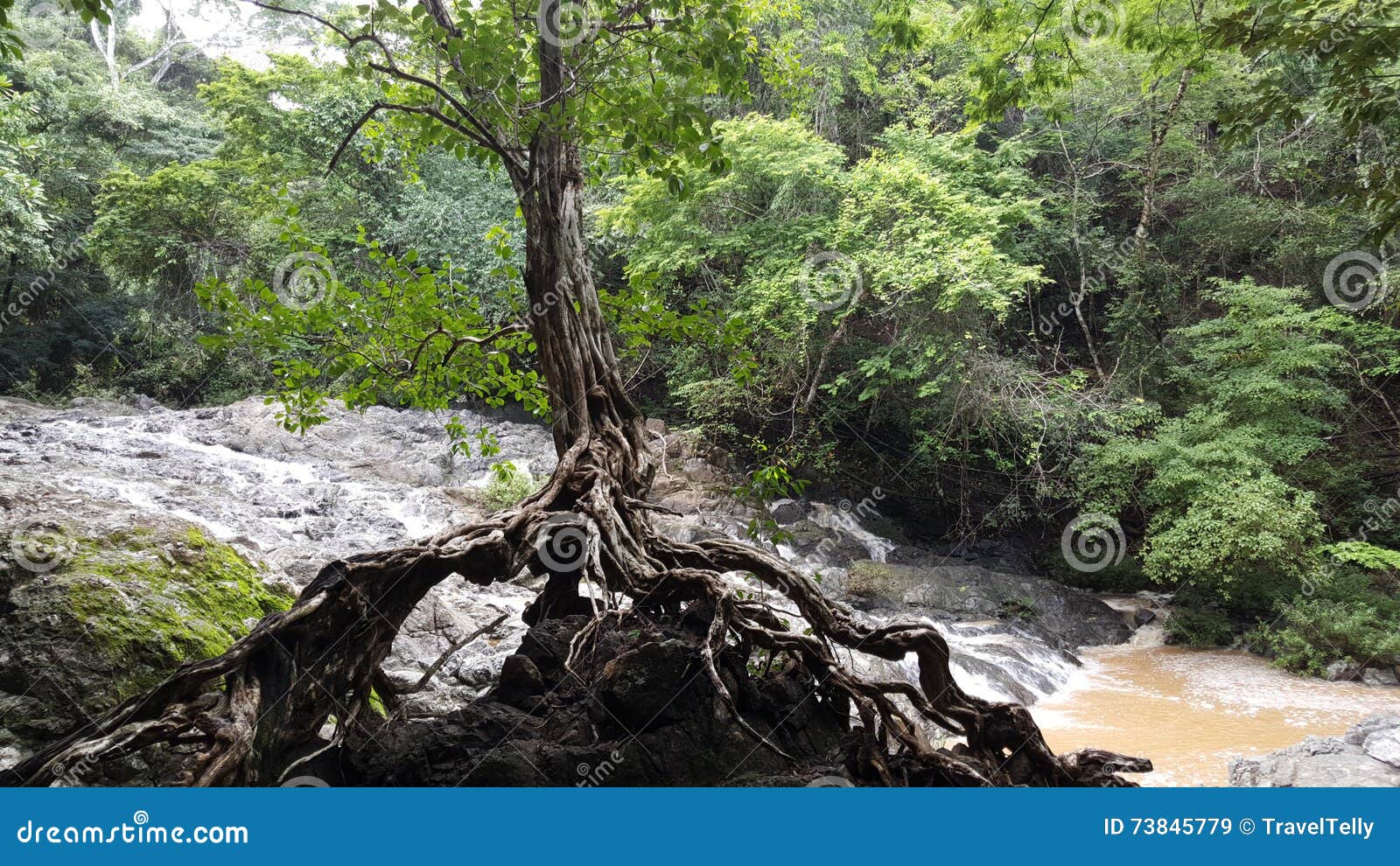 tree at the rocks at montezuma falls