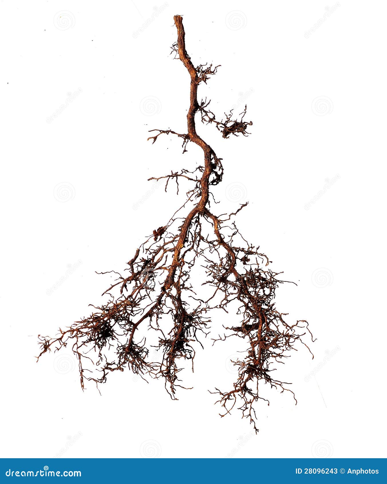 Tree root stock image. Image of plant, ecology, pattern 28096243