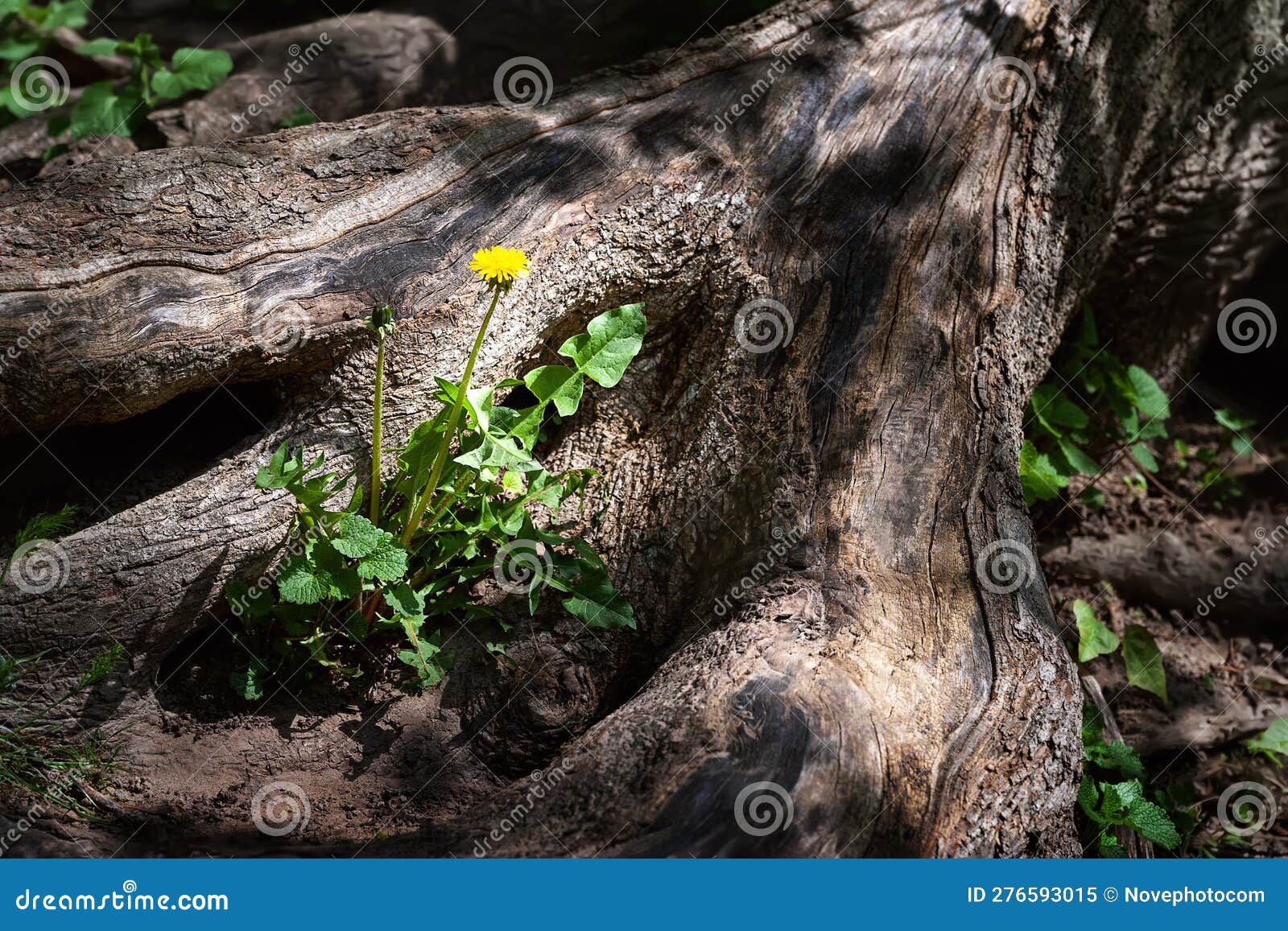 Tree Root. Spring Flowers in Rays of Light between Huge Roots Stock