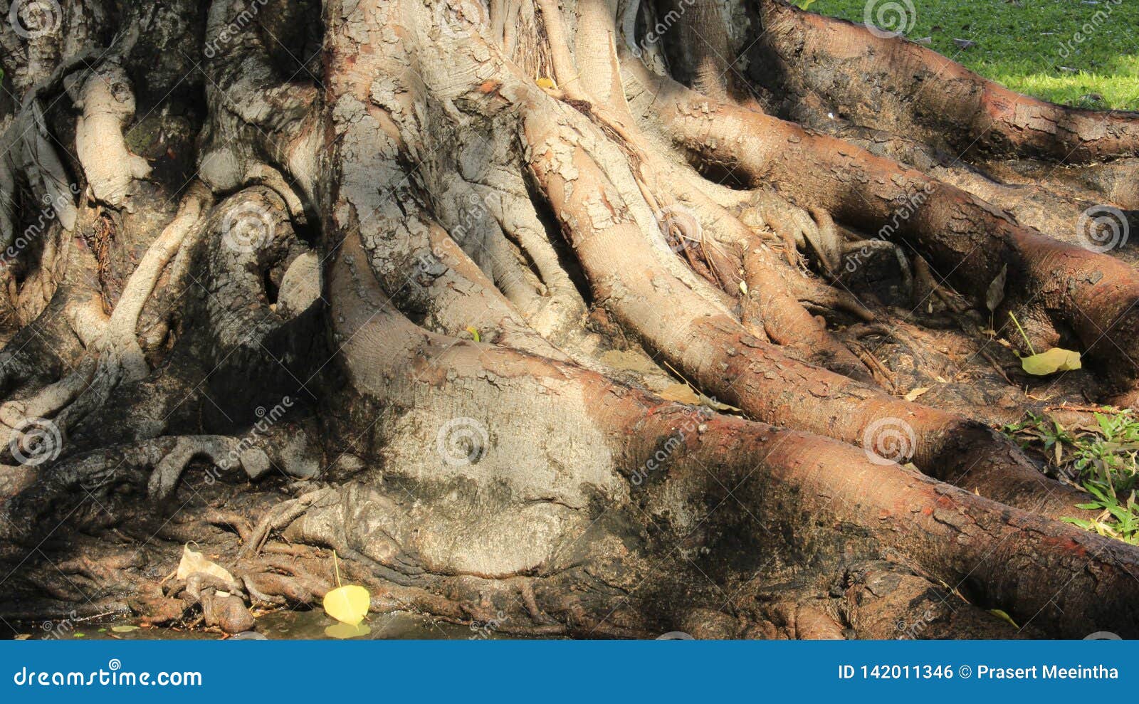 Young and Old Tree Roots and Tree Bark with Green Grass Stock Photo
