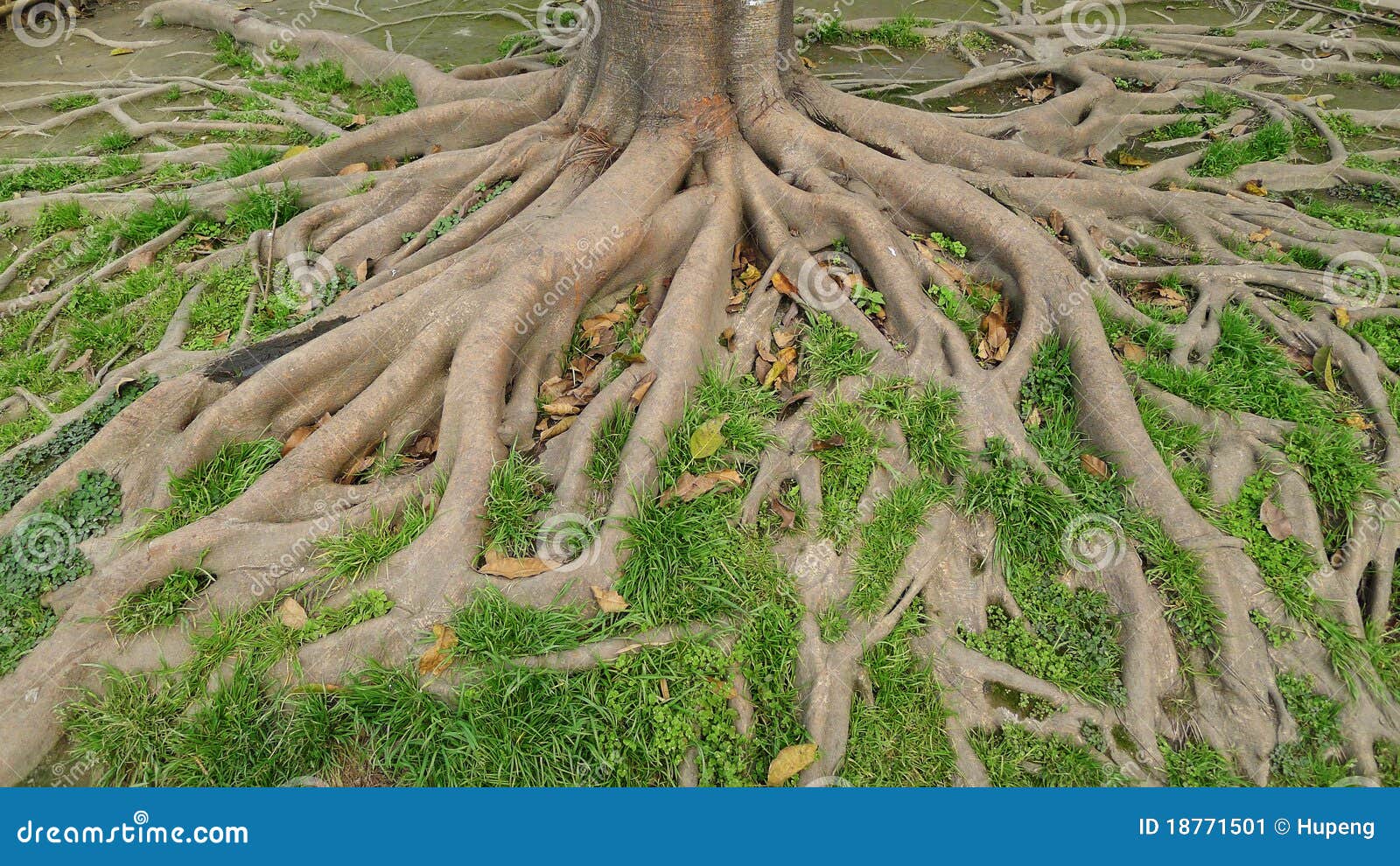 tree roots