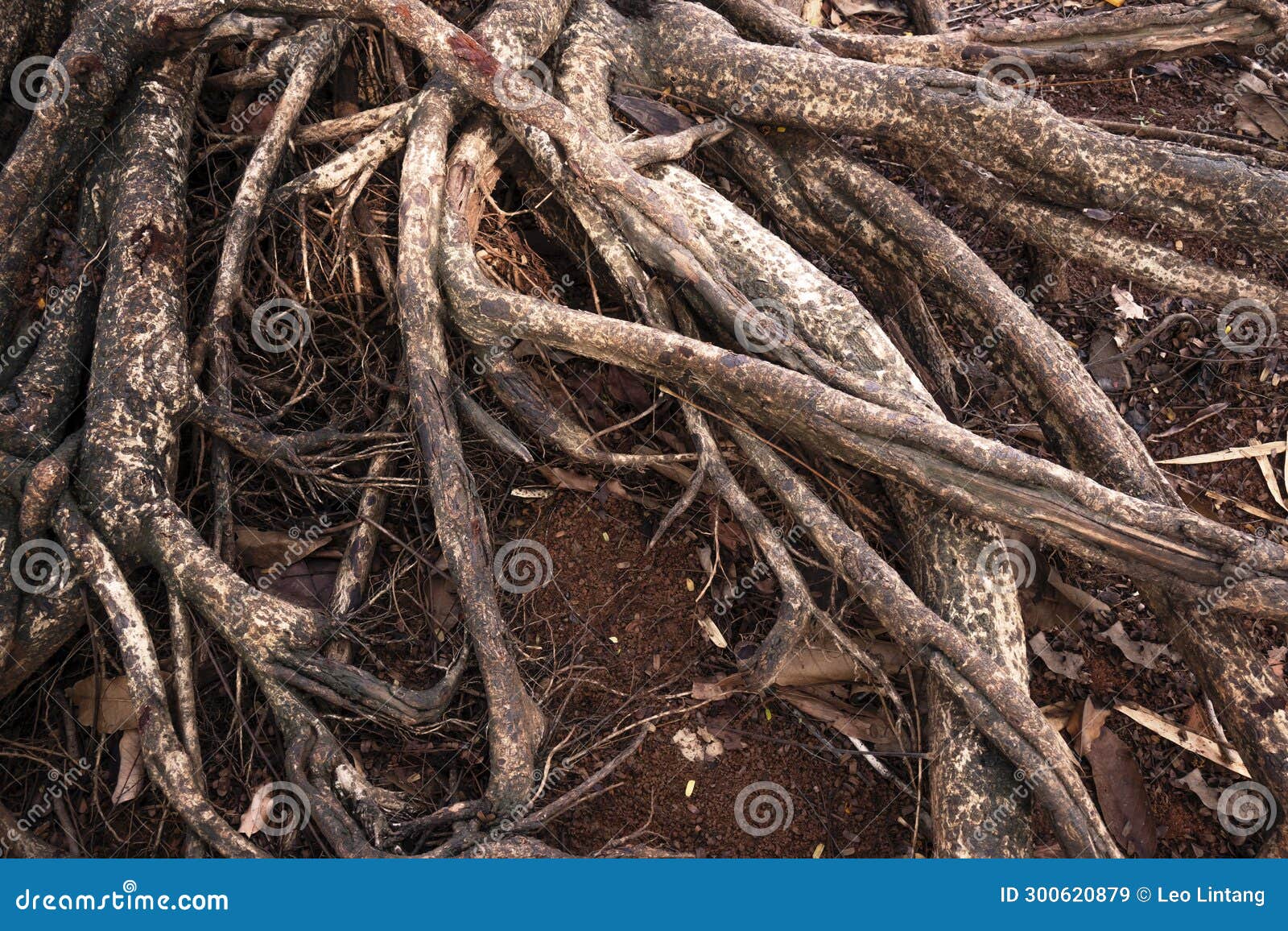Tree Roots Above the Ground Stock Image Image of roots, tropic 300620879