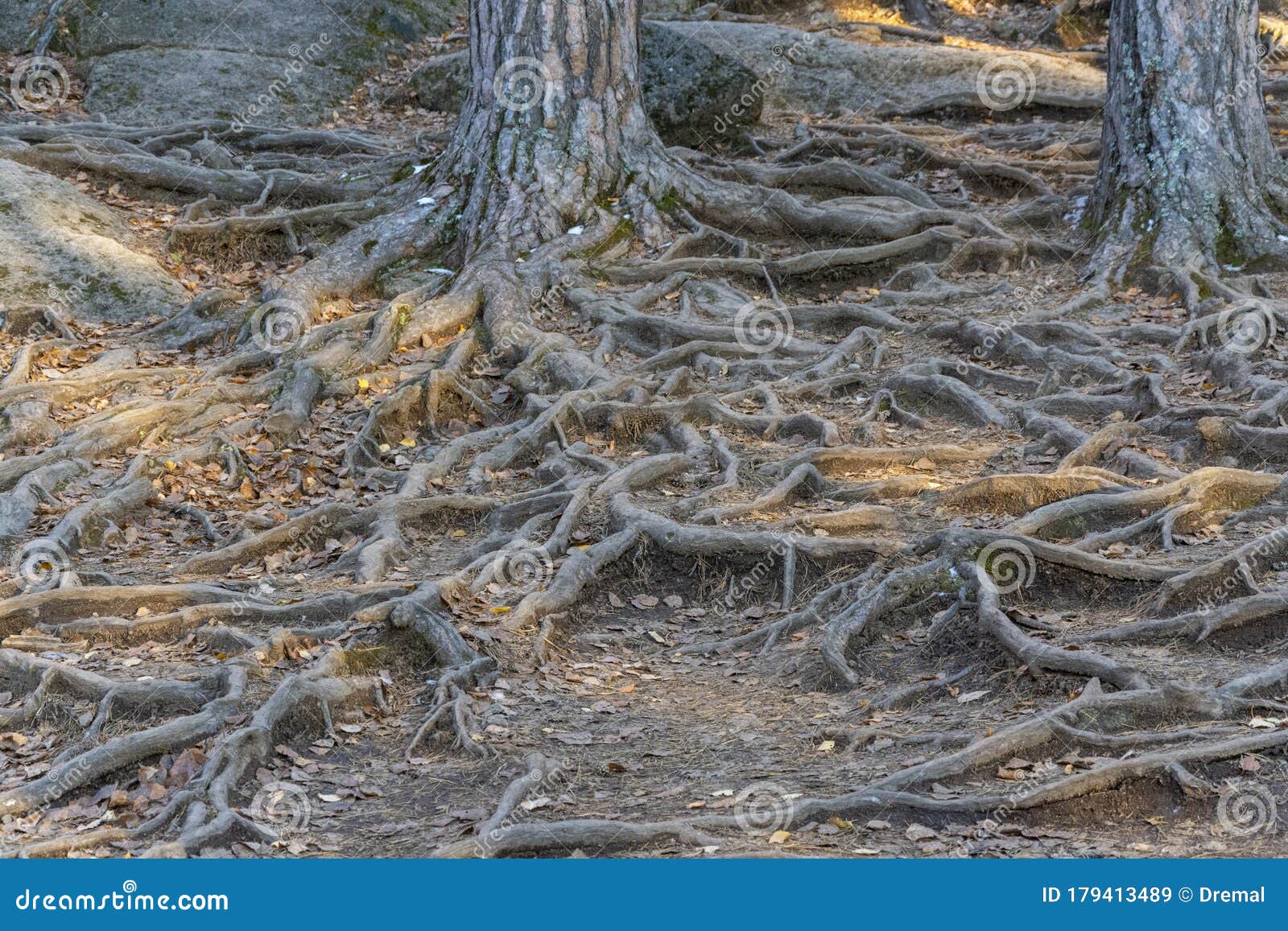 Tree roots above ground stock image. Image of forest 179413489