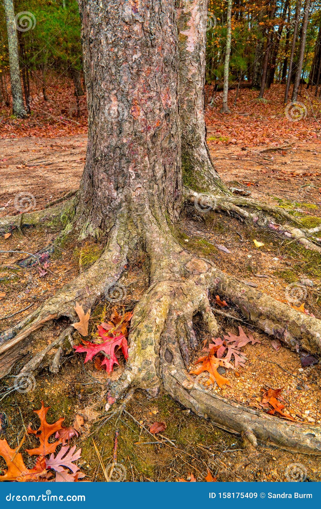 Tree roots exposed stock image. Image of base, fallen 158175409