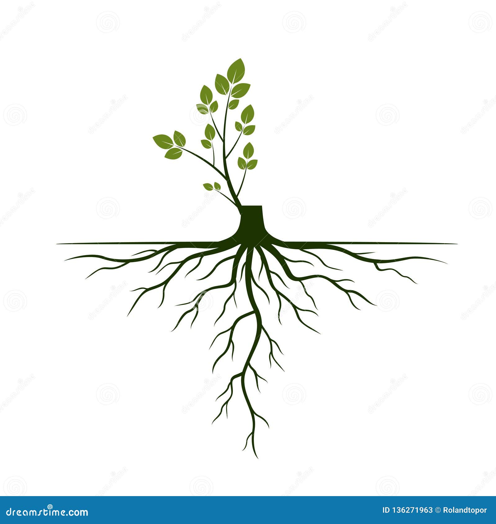 tree roots and germinate limb. roots of plants.  