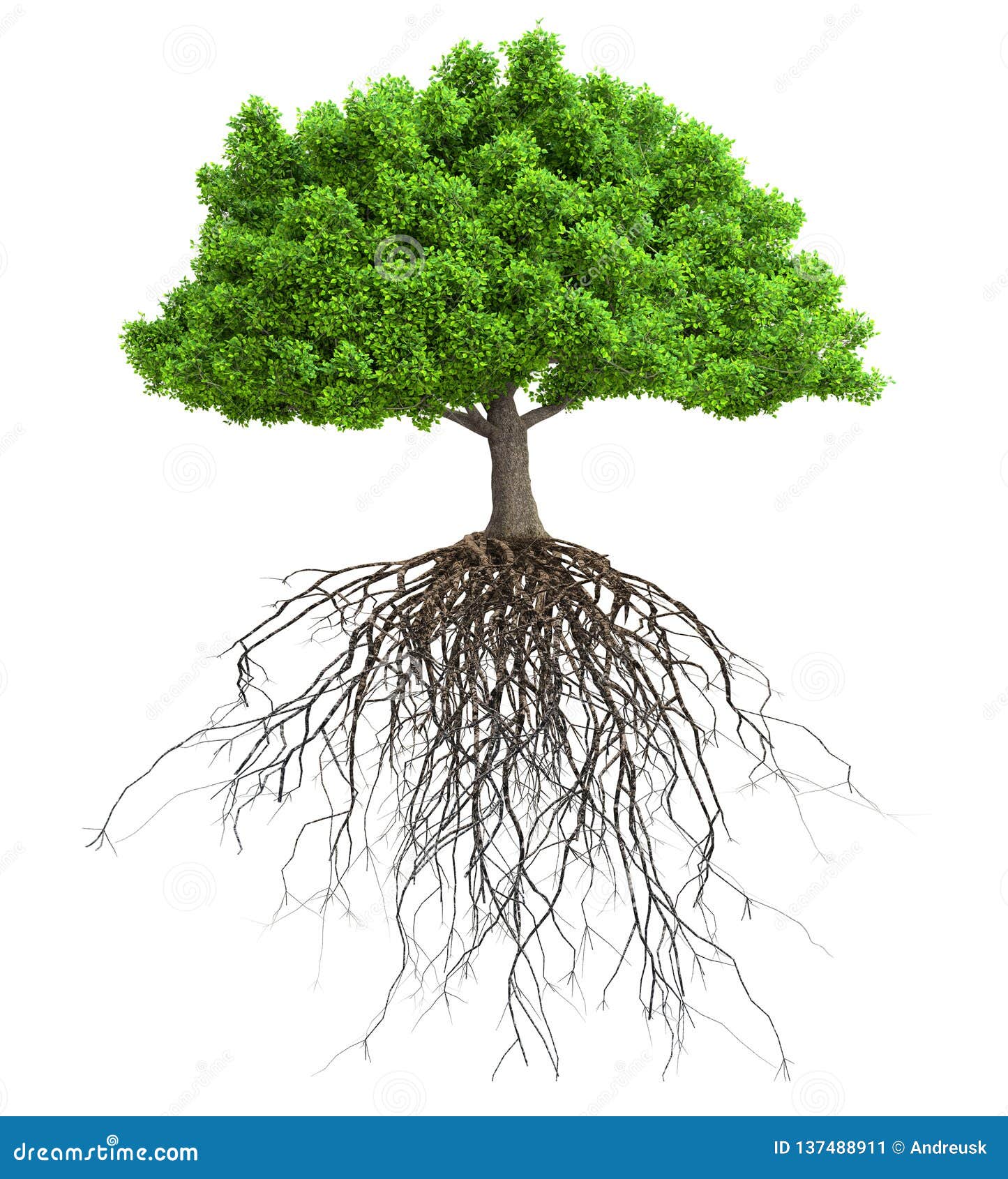 tree roots png