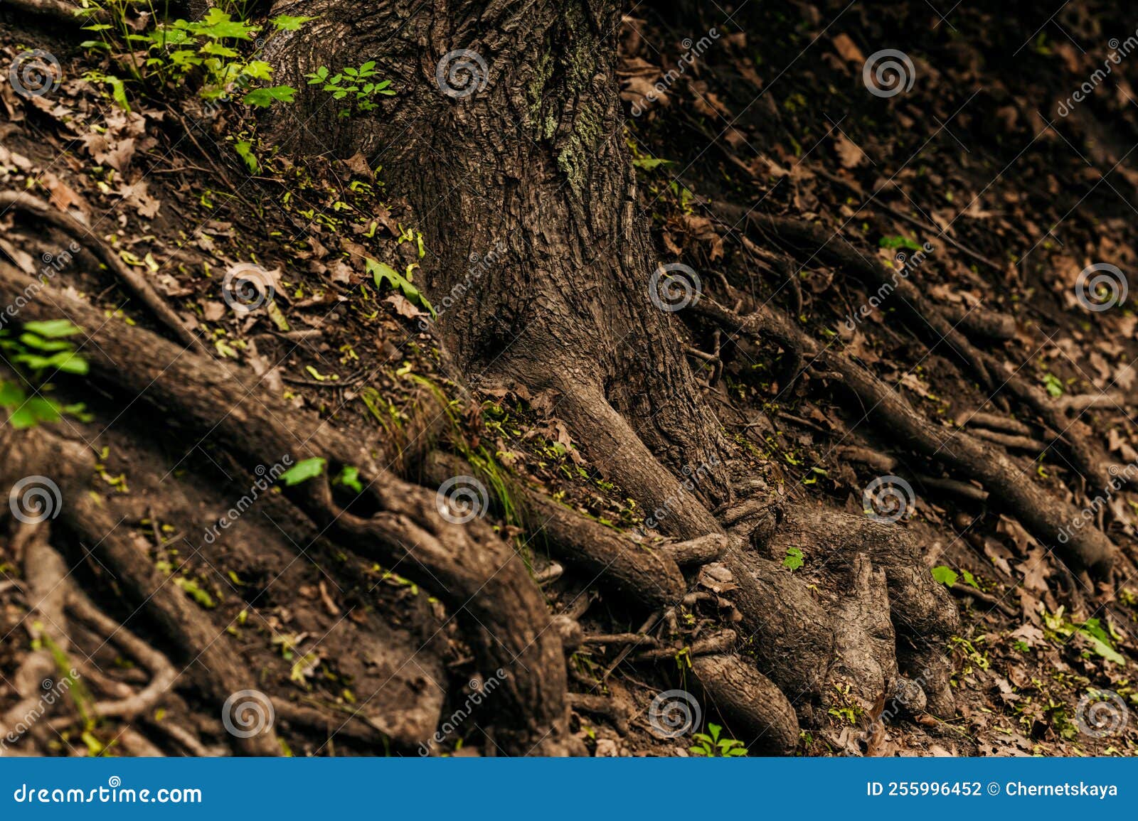 Tree Roots Overgrown with Beautiful Green Plants Outdoors, Closeup