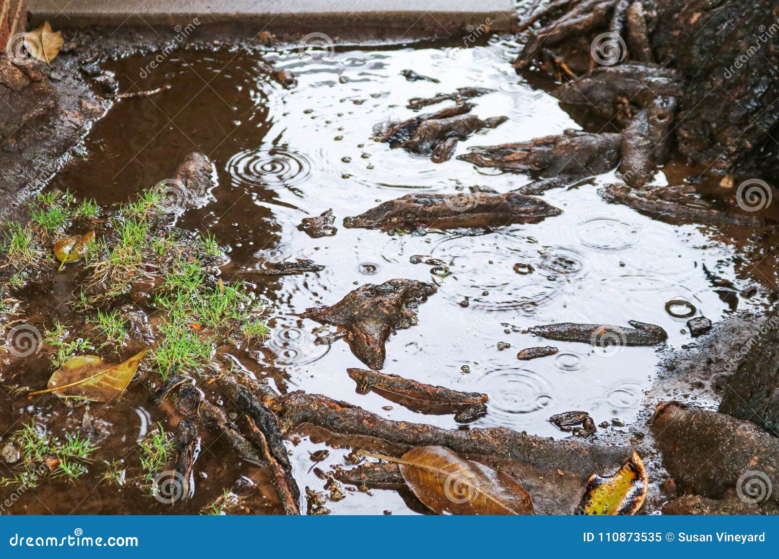 tree roots pool water during rain possibly causing flooding, sewer or plumbing problems