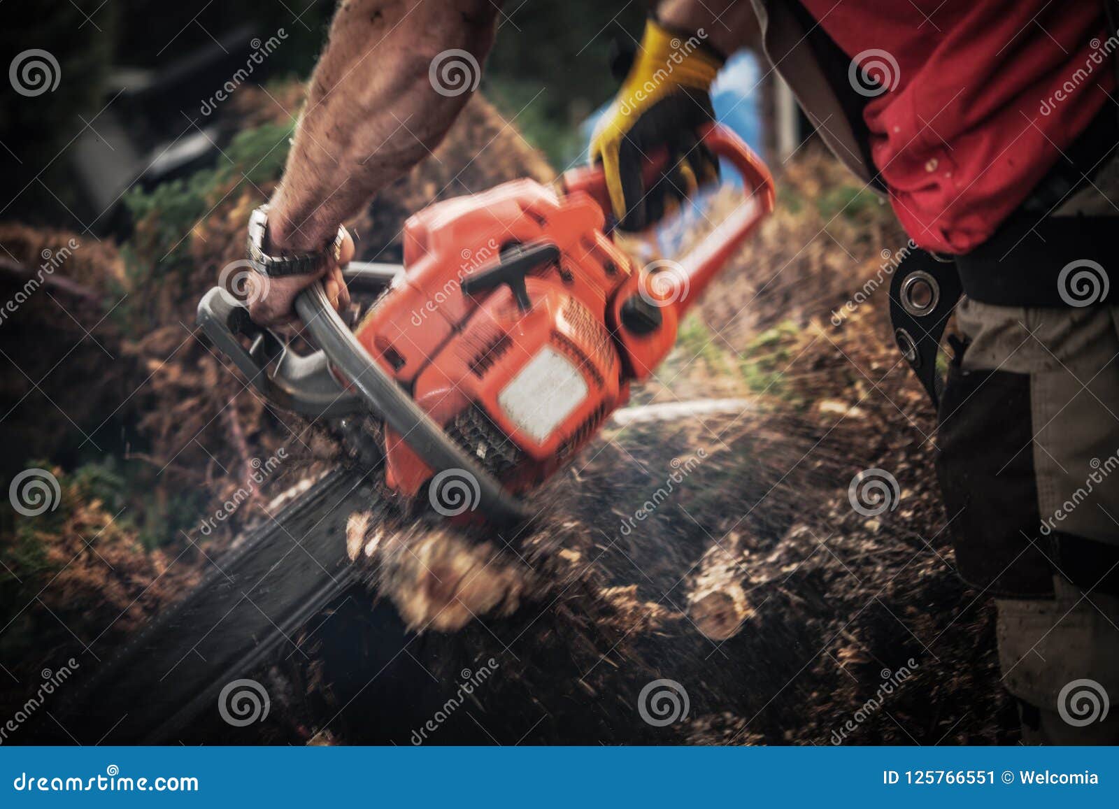 Tree Roots Removal Stock Image Image Of Tree Garden 125766551